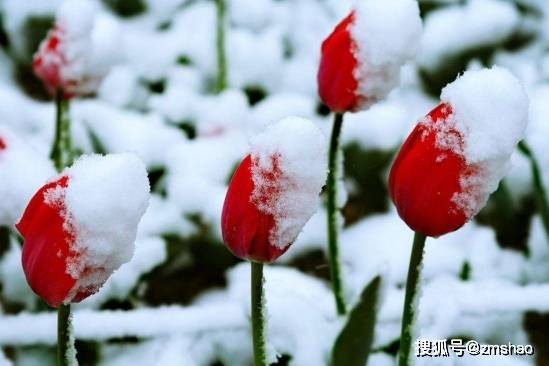 楽天ブックス: 切り花図鑑 - 花の名前、品種、花色でみつける