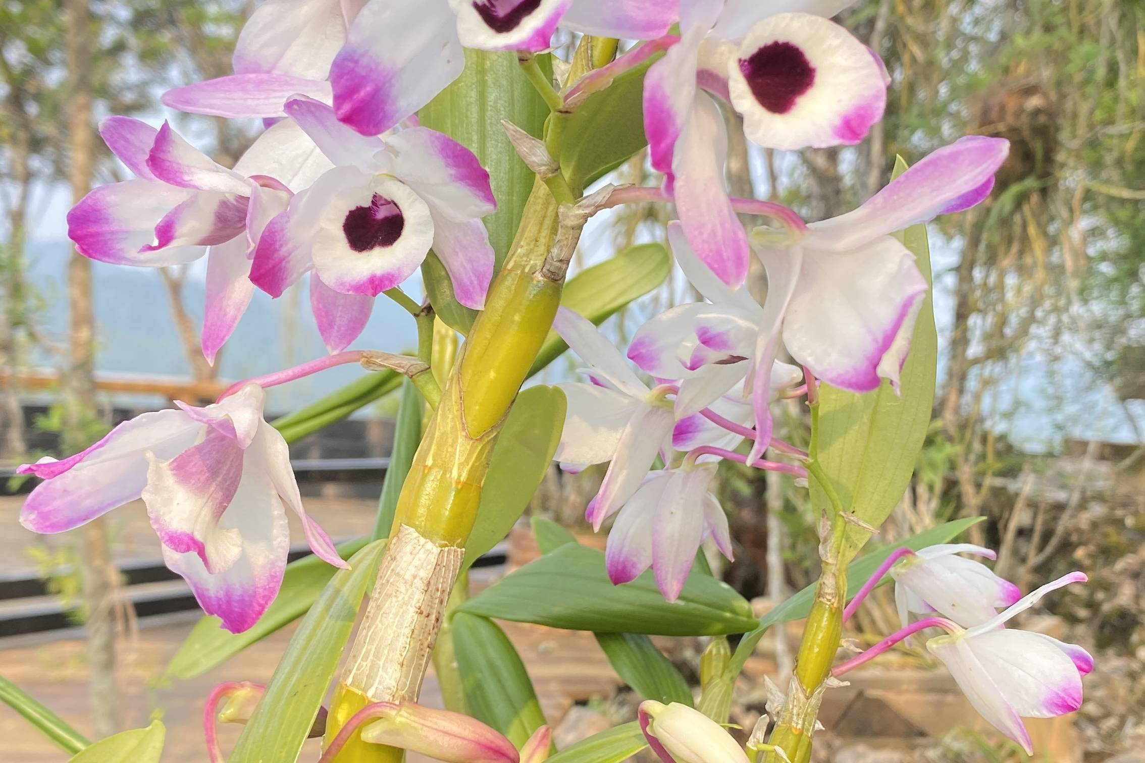 石斛花节·逐渐盛开的石斛花_石斛花