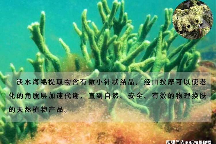 水解海绵海绵微针海绵骨针天然植物来源