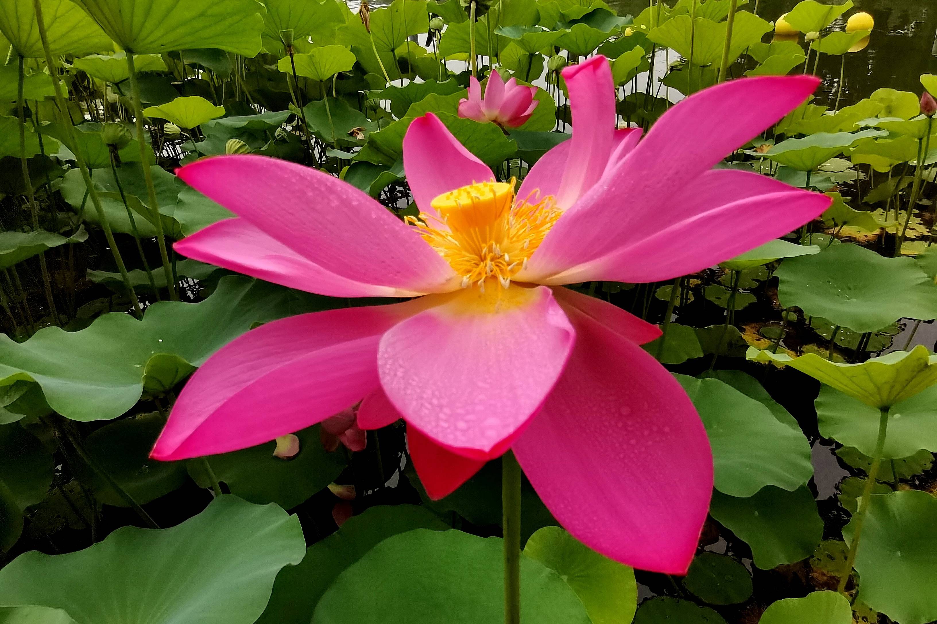 实拍北京陶然亭公园盛花期的荷花出水芙蓉美如仙子