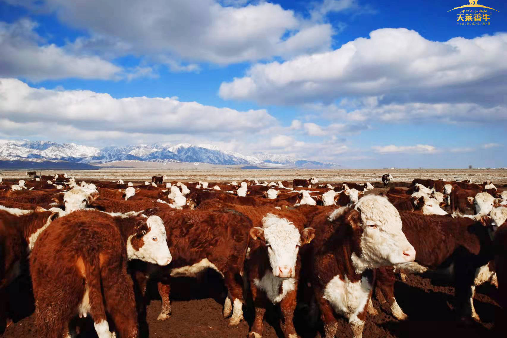 中国西部天莱香牛的牧场真的好美