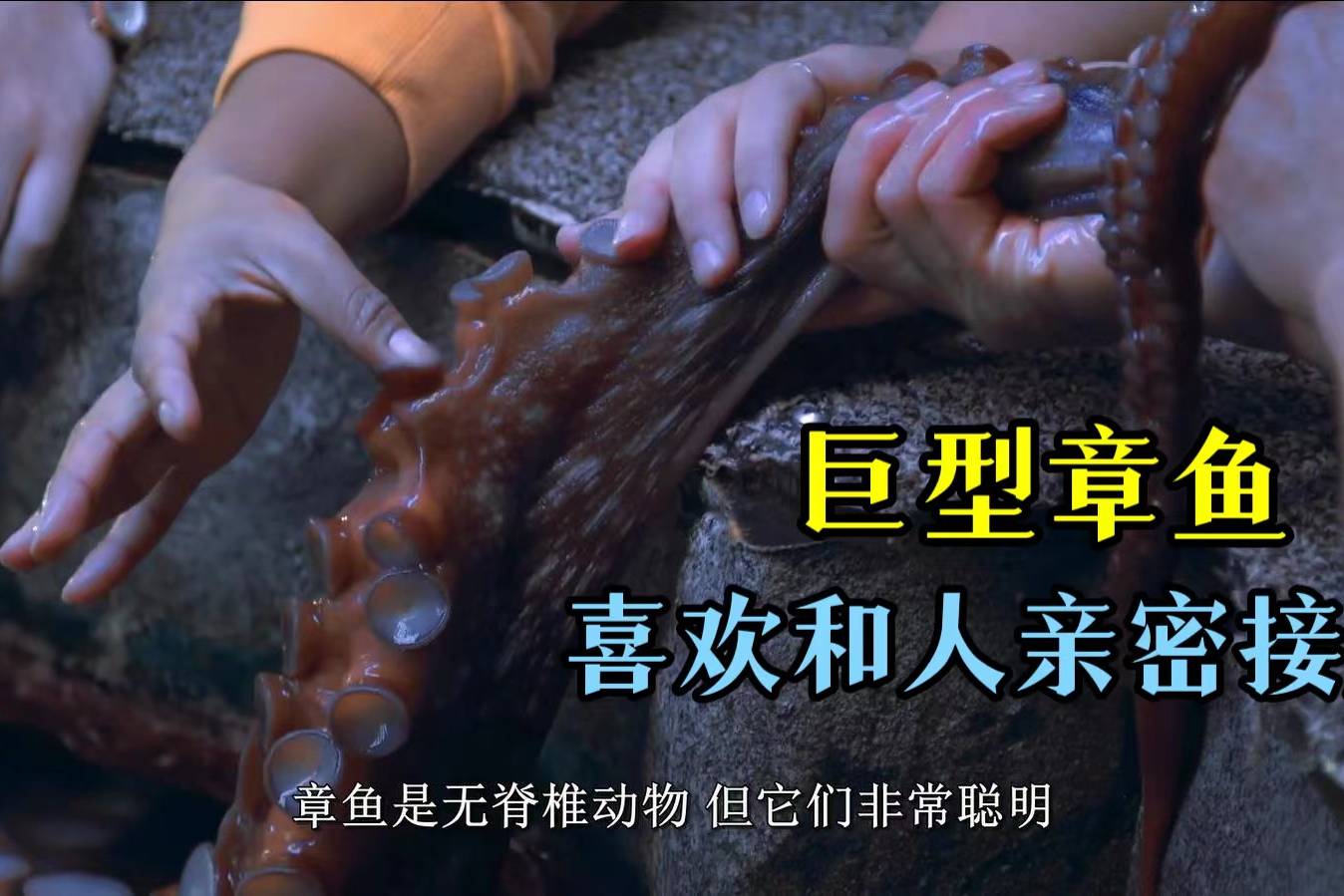 北太平洋巨型章鱼,最喜欢与人手拉手近距离接触,一点也不认生