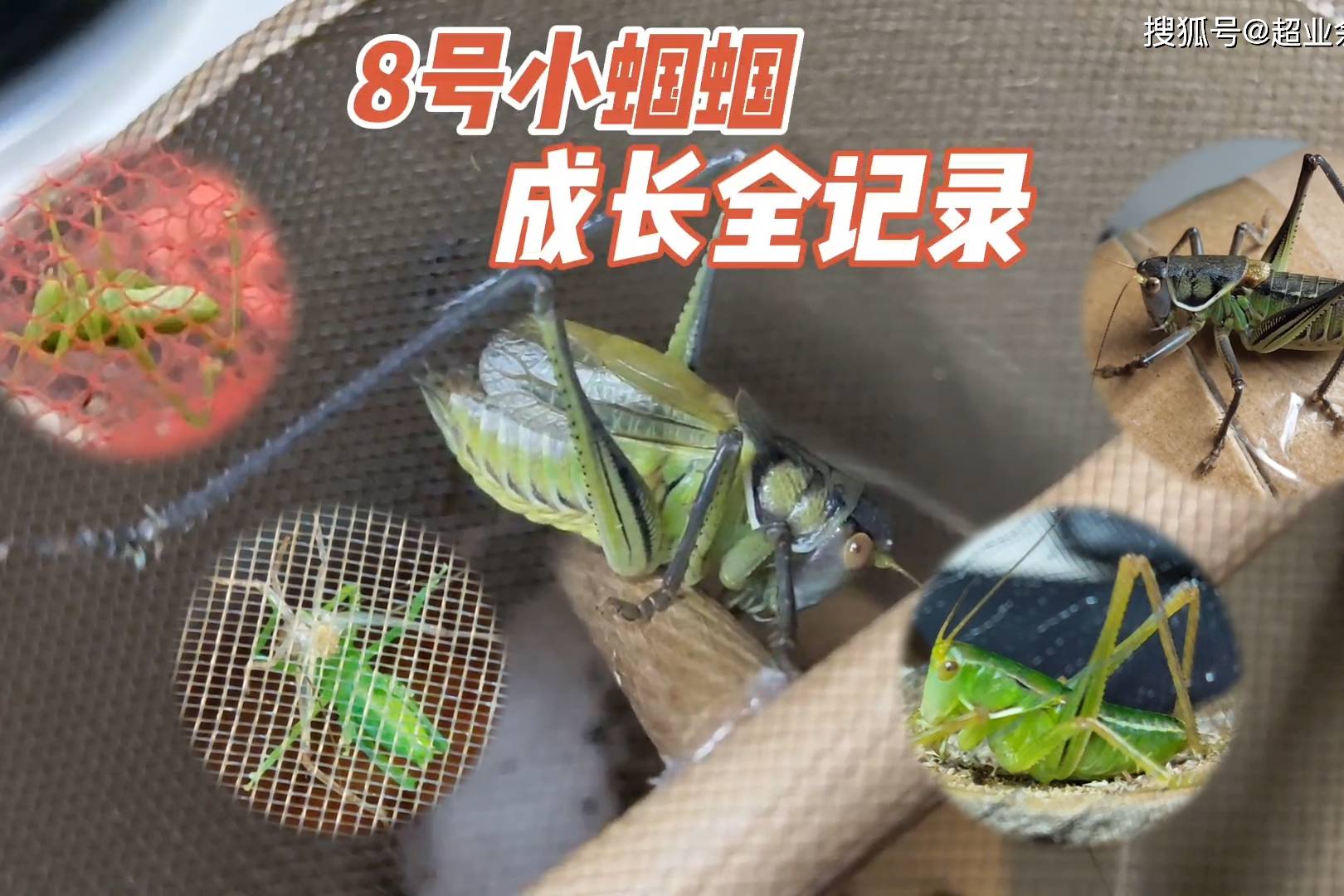 8号小蝈蝈成长全记录:从一粒卵到大蜕成虫,历时62天!