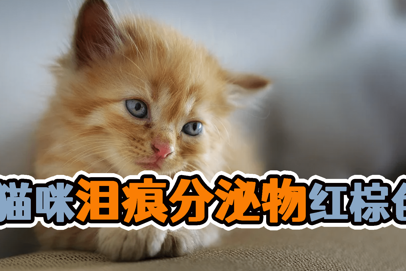 猫咪泪痕分泌物红棕色