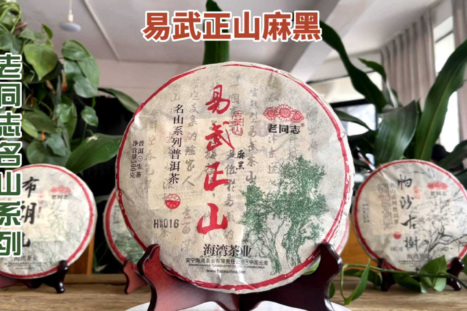 老同志2021年易武正山麻黑普洱茶