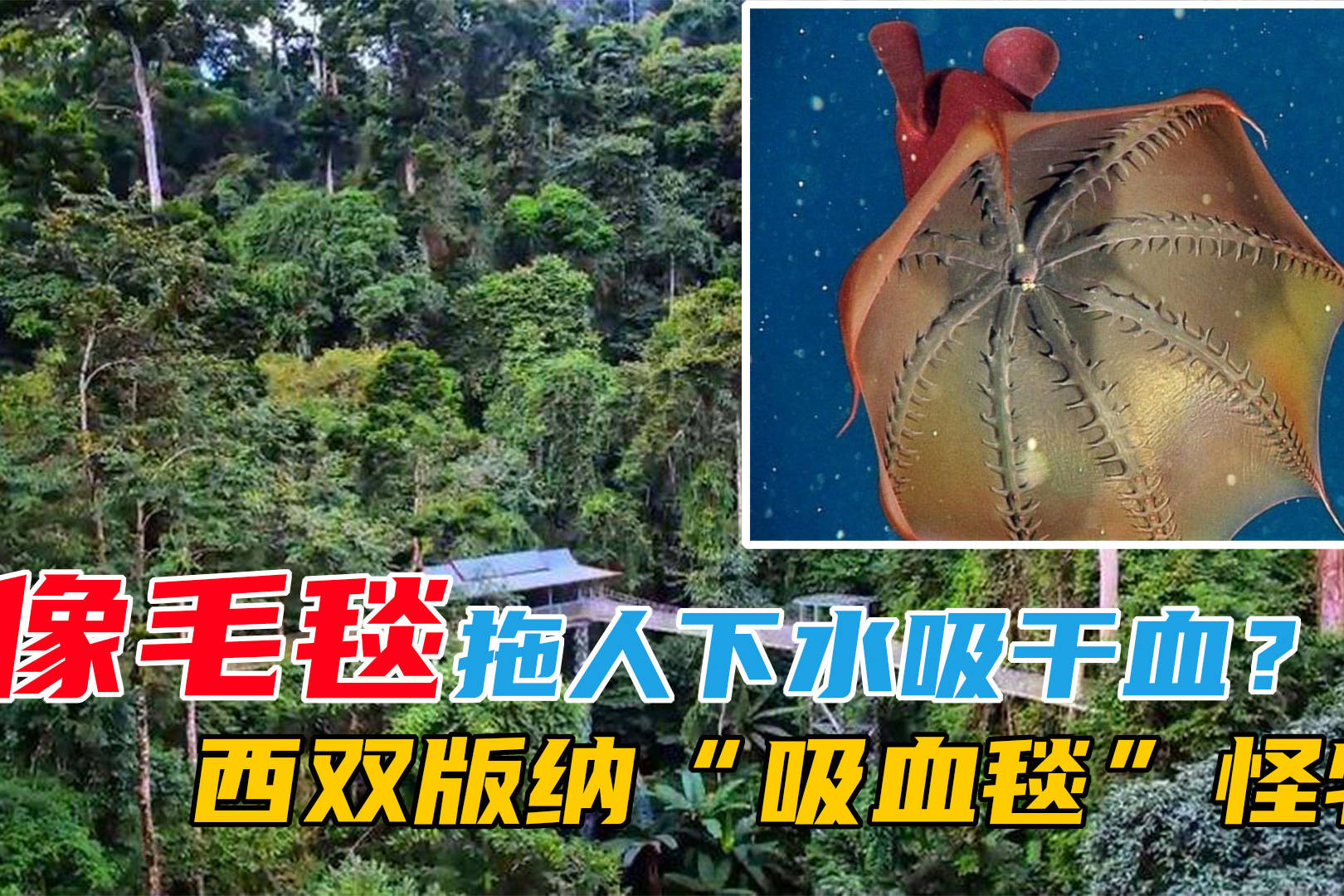 外形像毛毯拖人下水吸干血西双版纳吸血毯到底是什么怪物