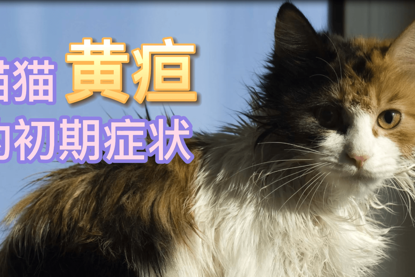 猫猫黄疸的初期症状