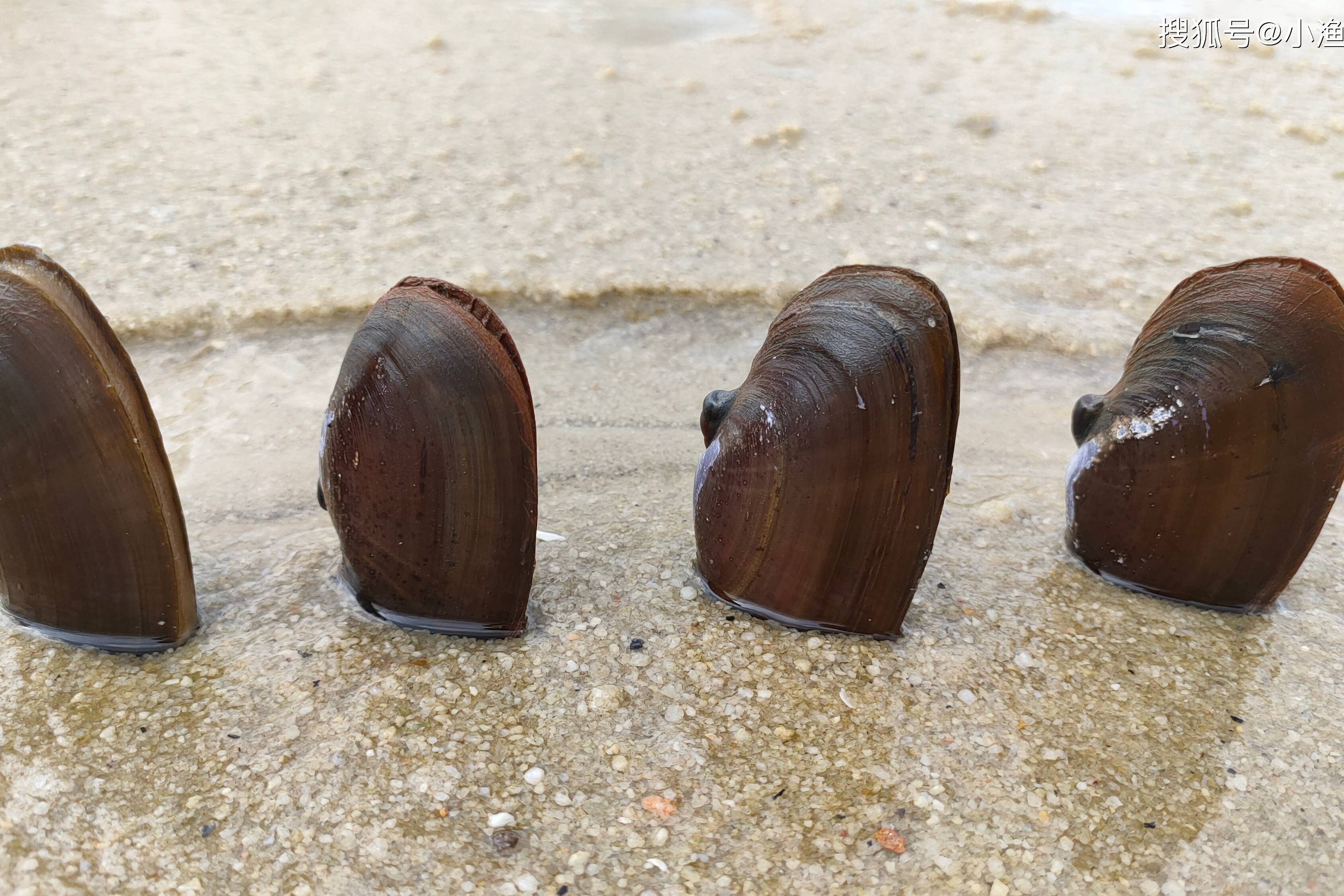 每当大干潮,许多海鲜隐藏神秘,而这种色的沙螺最容易发现