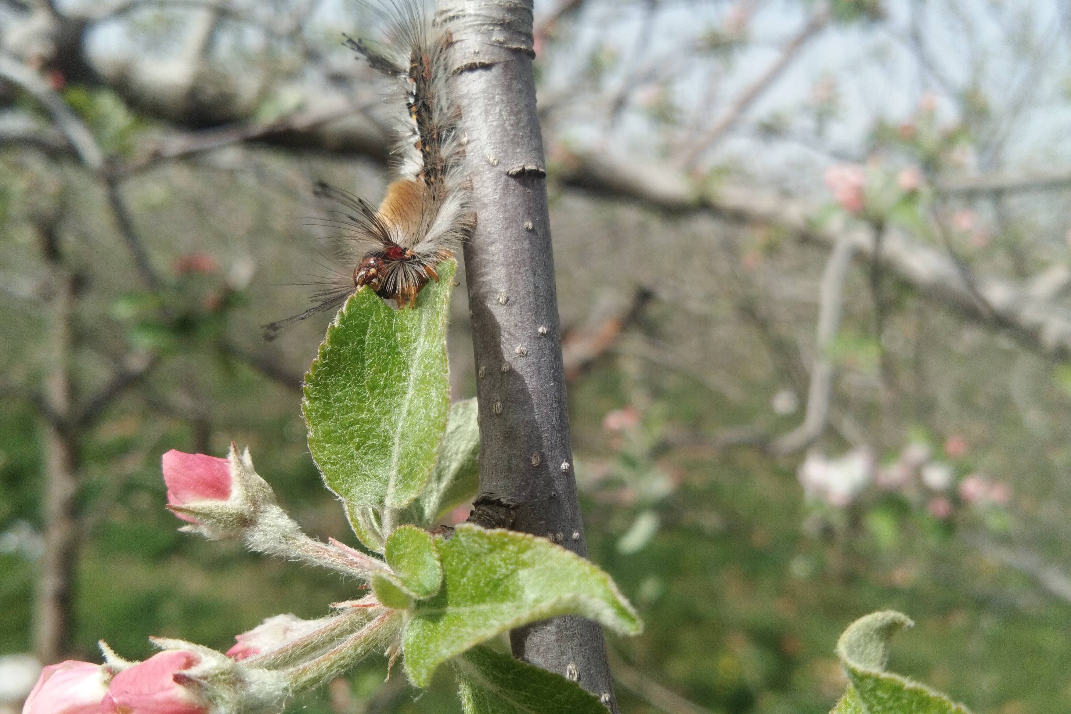 正在啃食树叶的毛毛虫