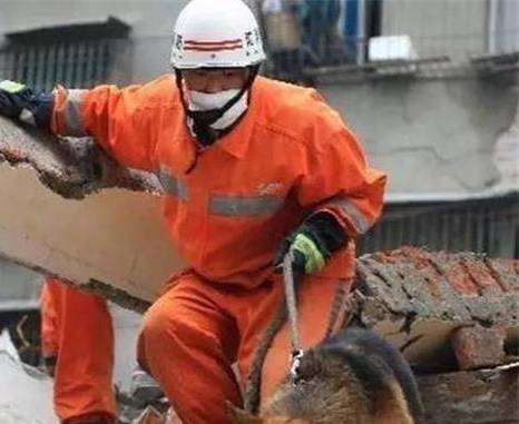 “员司”汶川地震中，那只成功救出15人的军犬“沈虎”，后来怎么样了
