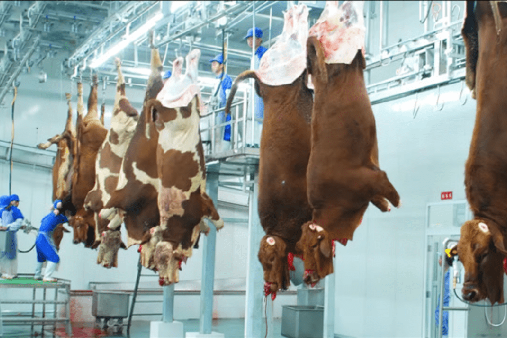 为什么美国牛肉便宜那么多看美国屠宰场如何杀牛一秒致命