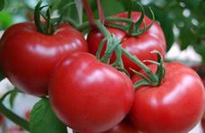 购买西红柿时，需要区分“5叶”和“6叶”，差别非常大，懂了，买了就不会浪费