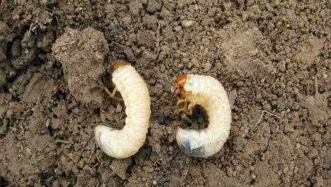 蛴螬为1～2年繁殖1代,幼虫和成虫都躲在土里过冬