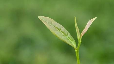 一片茶叶中到底有什么东西？把茶叶掰开，揉碎了给你看
