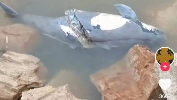 江豚被腰斩，你认为死亡原因是什么？