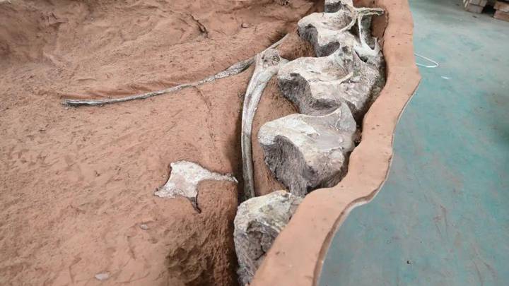 距今9000余万年的泰坦巨龙化石，恐龙是蜥脚类恐龙吗？