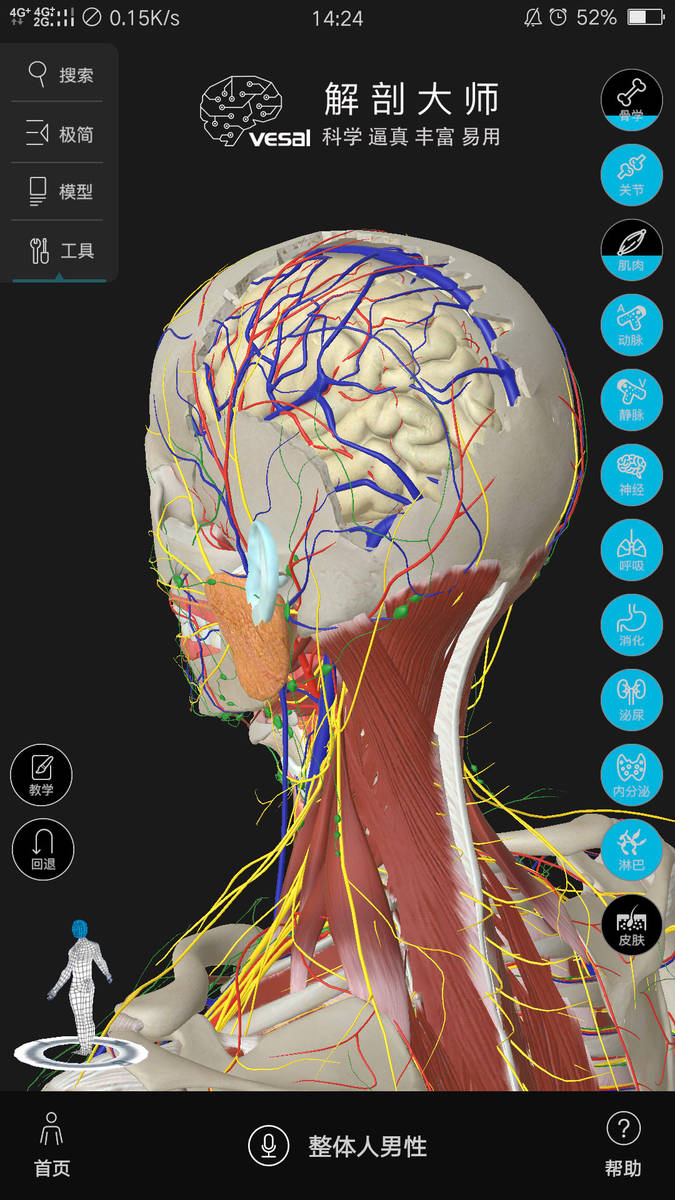 3D人体解剖图-高清的哦，希望对大家有帮助