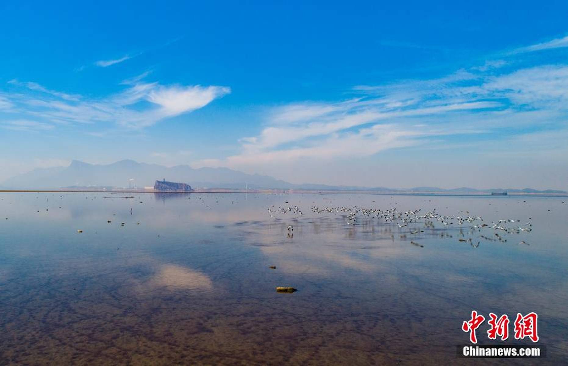 越冬候鸟陆续抵达江西鄱阳湖湖口水域