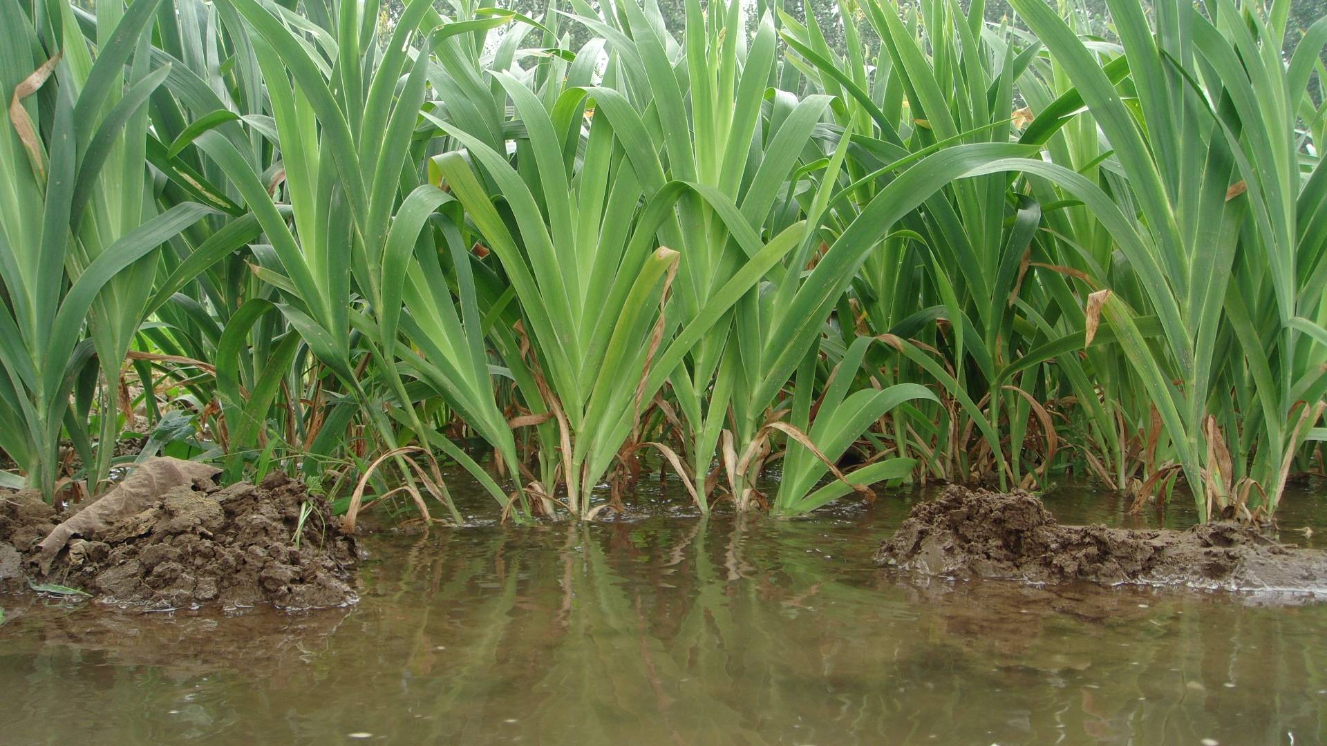 2024年中药材种植发展什么市场好