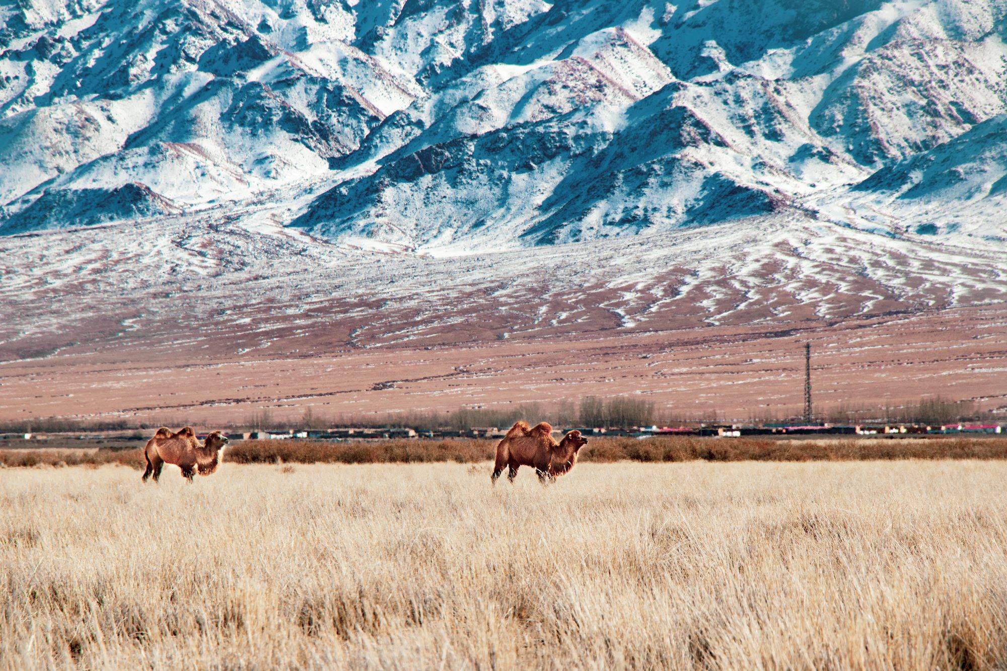 新疆和布克赛尔：骆驼“静享”煦风暖阳