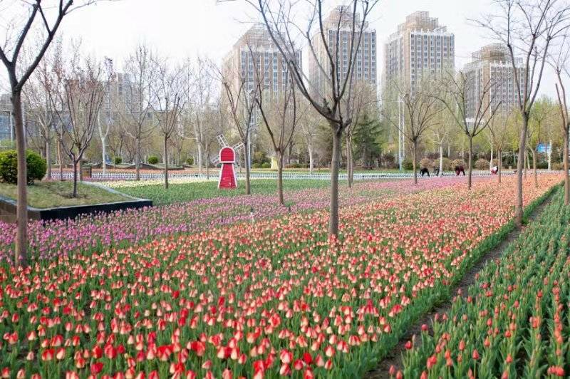 原創廊坊市第五屆鬱金香展在文化公園拉開帷幕