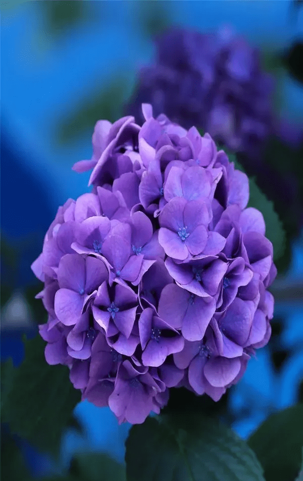 原创好美的花儿太美丽了超清花朵图片精选赏析