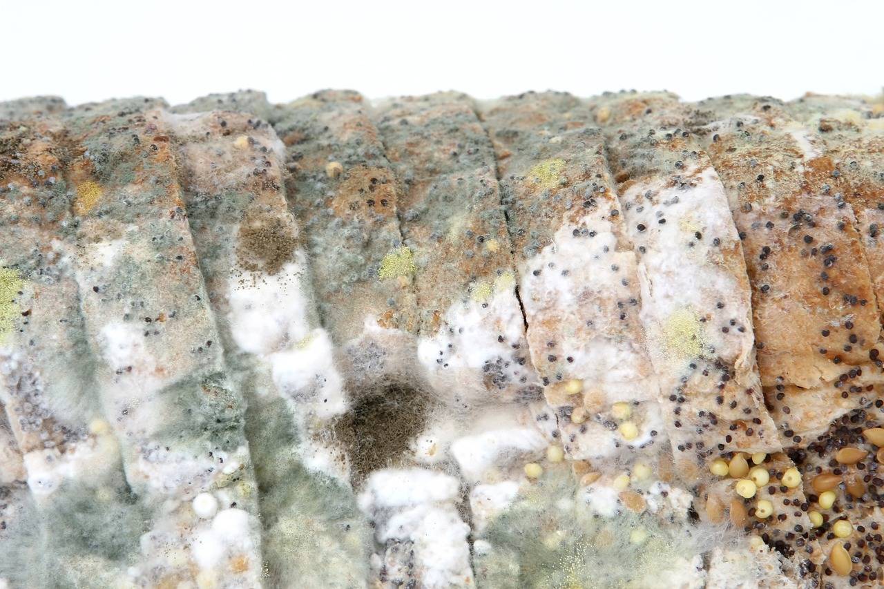 原创专业答疑丨关于食品微生物污染及生物防腐应用的49个问答