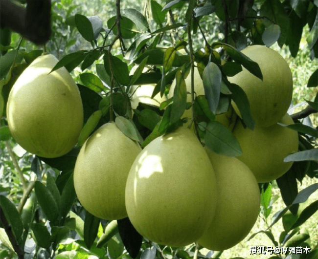 柚子苗有什么新品种 柚子苗哪里有 柚子树如何栽培 病害