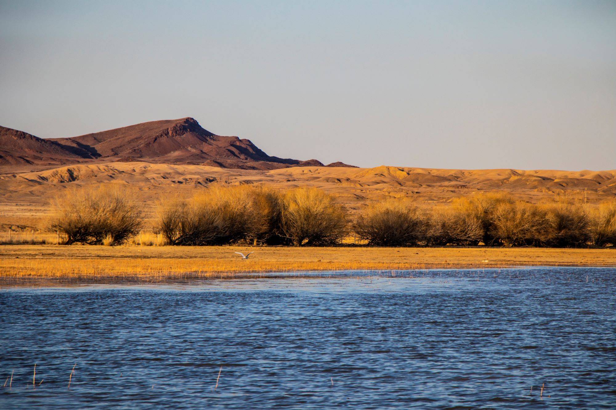 【图说新疆】新疆和布克赛尔:鸢飞草长季 候鸟北归时