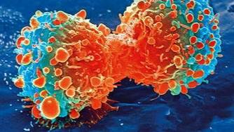 什么是基因突变生物 d4786a85d99149f9bbbeda3c63257280.jpeg