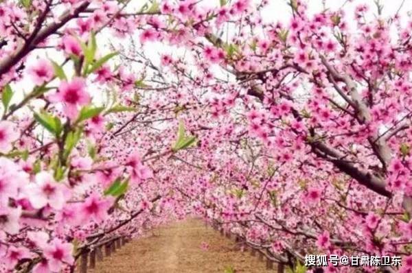 第38届桃花旅游节在安宁仁寿山开幕