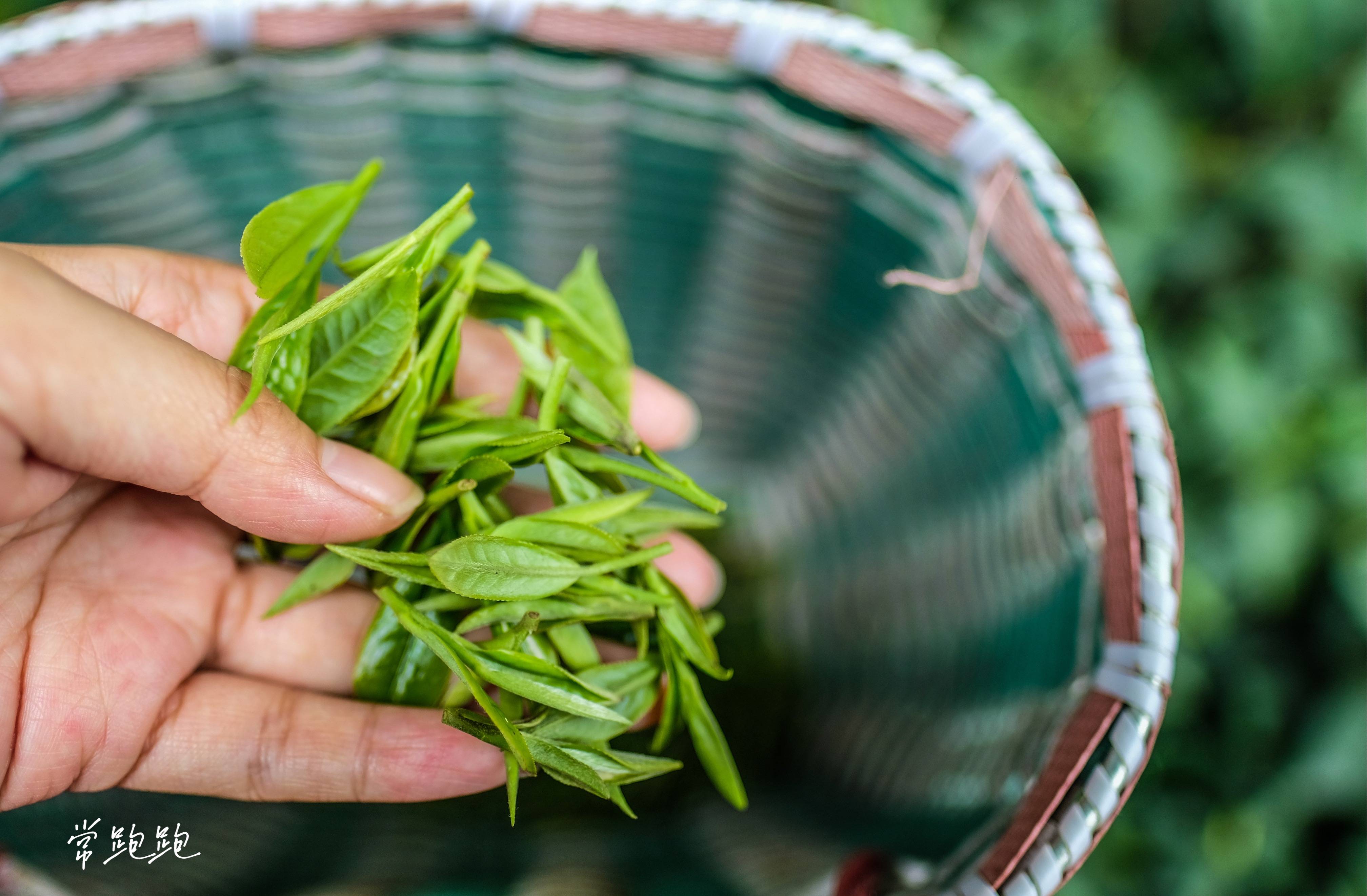 春茶馋人苞茶香 品茗神游独享"杯中的春天"_建德