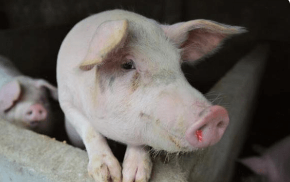 原创猪口吐白沫是什么原因,猪口吐白沫怎么办?养猪人一定要重视