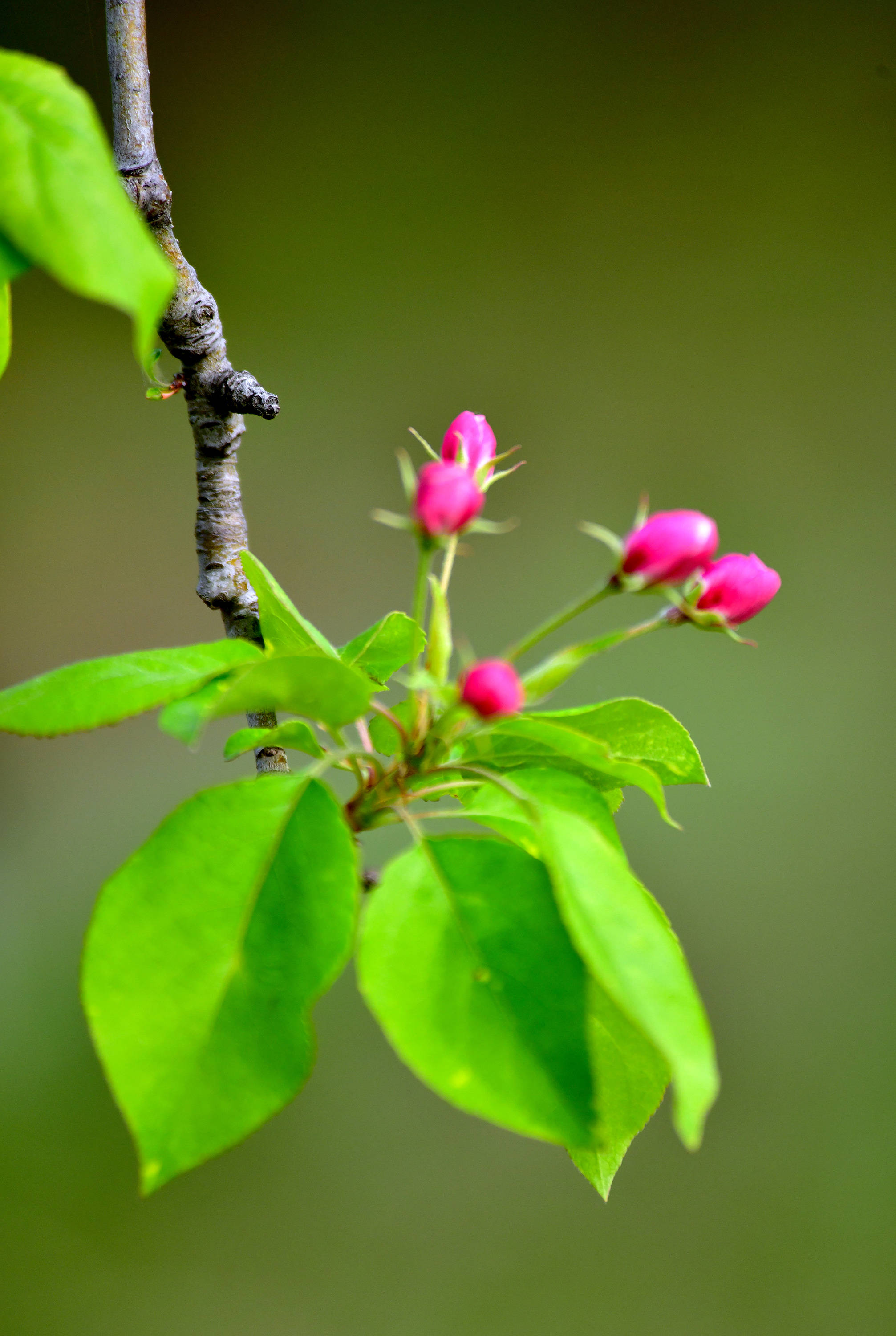 玉棠富贵海棠花