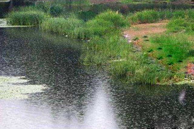 连续阴雨天,没有被足够重视的水产养殖杀手,这是真的吗?