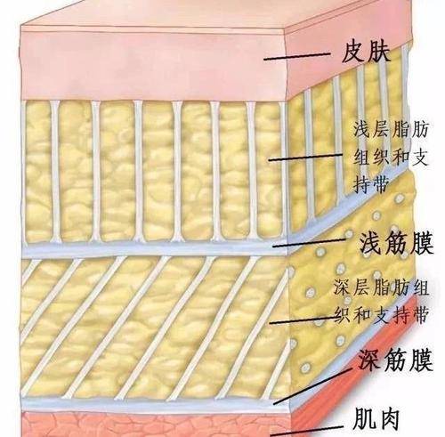 筋膜位置图图片