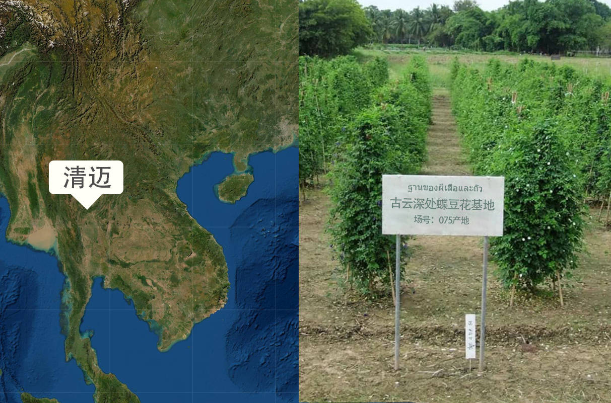 蝶豆花主要产自于哪里 源头产地是哪里 清迈 太阳信息网 蝶豆花主要产自于哪里 源头产地是哪里 清迈 太阳信息网