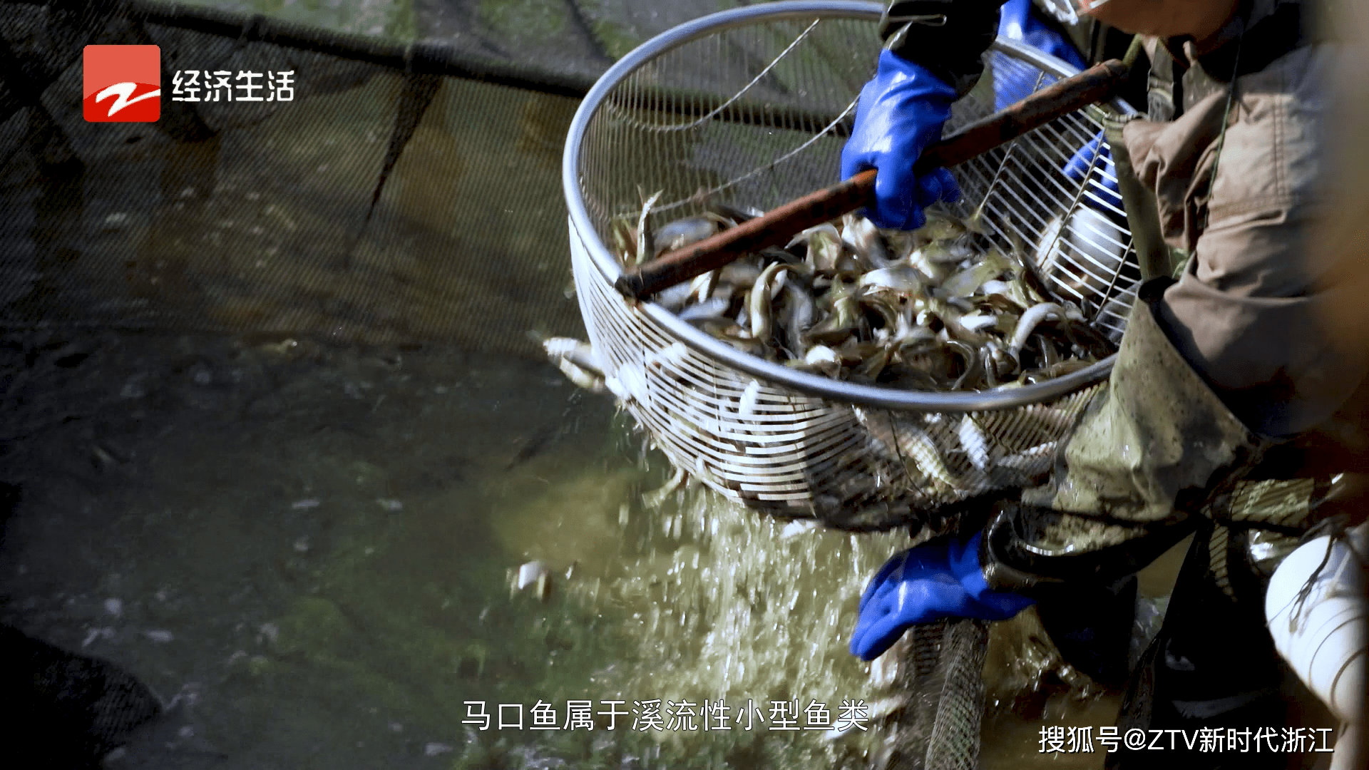 越来越多的人通过养殖马口鱼走上了致富路