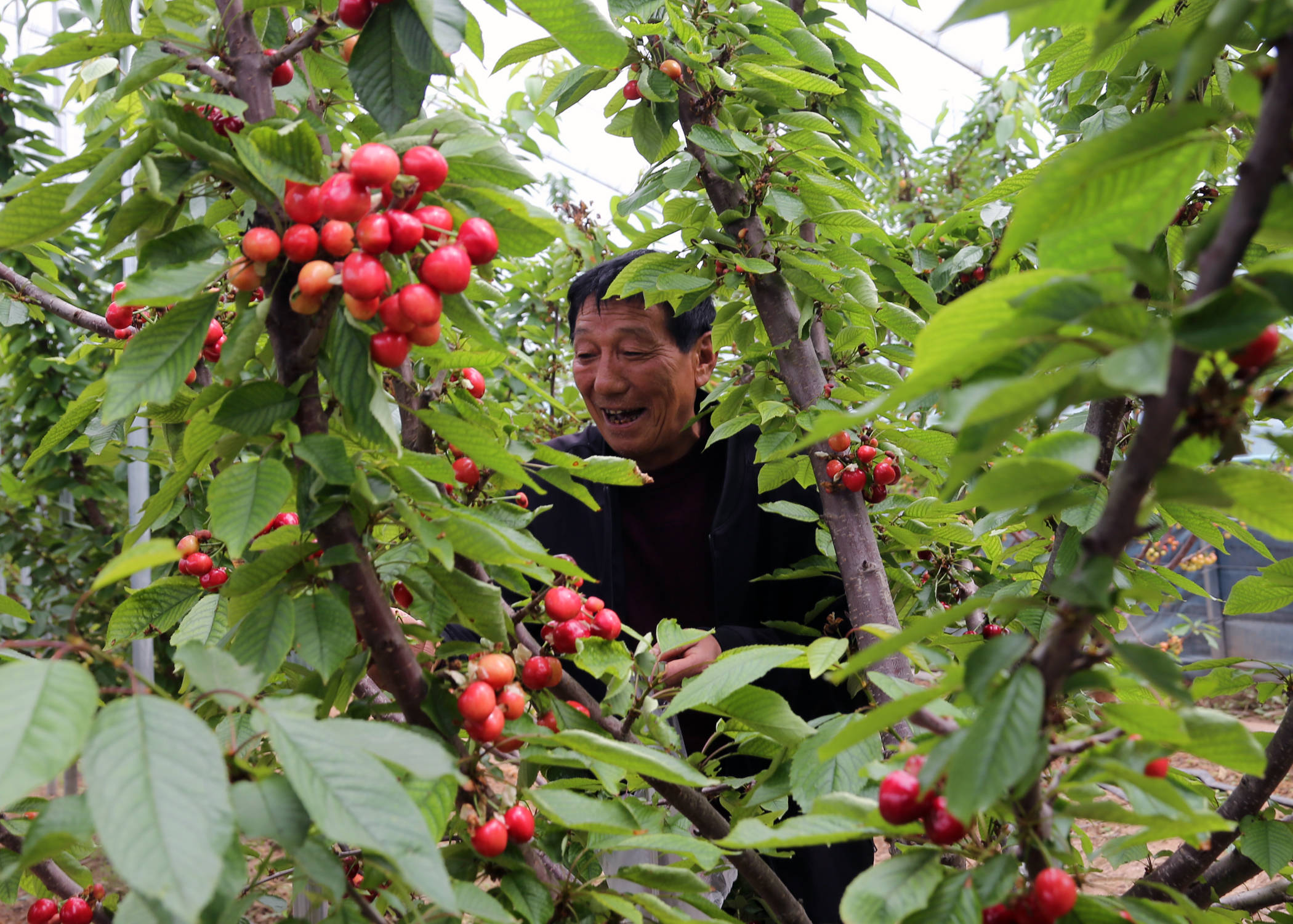 义乌樱桃采摘基地图片