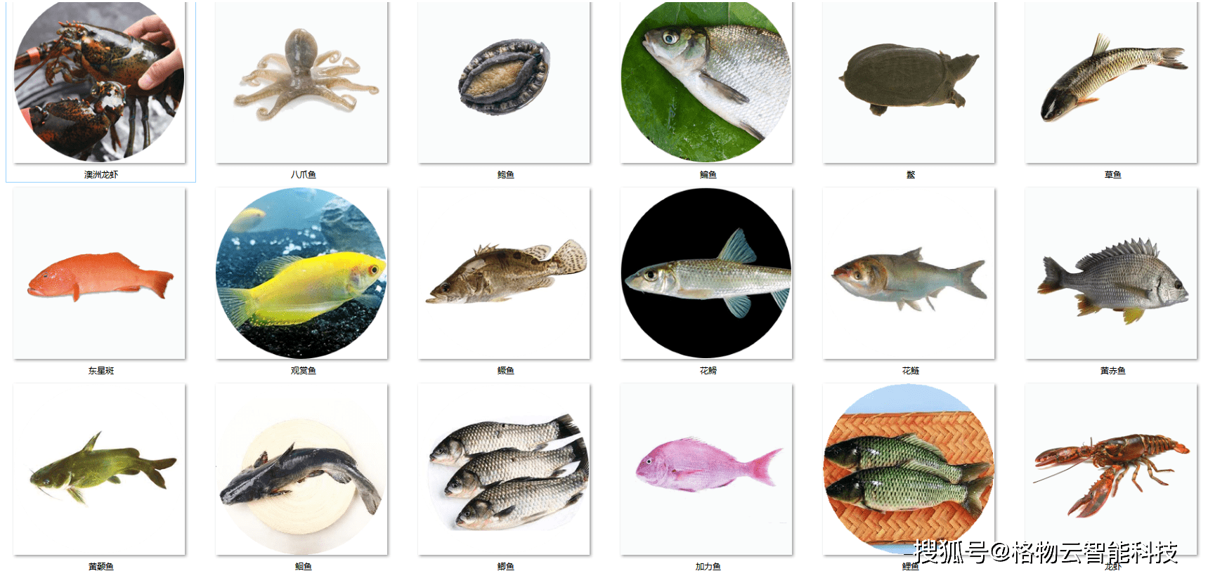 鱼的种类图片及名字图片