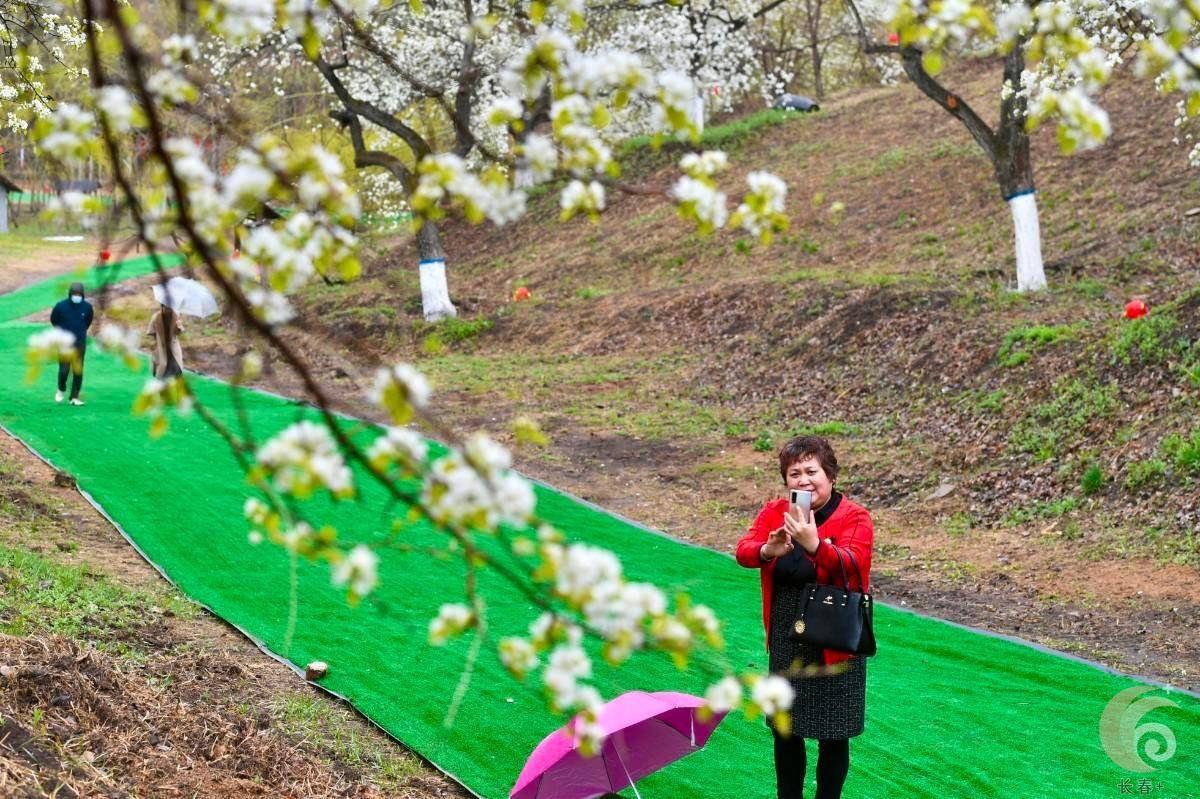 长春莲花山梨花节图片