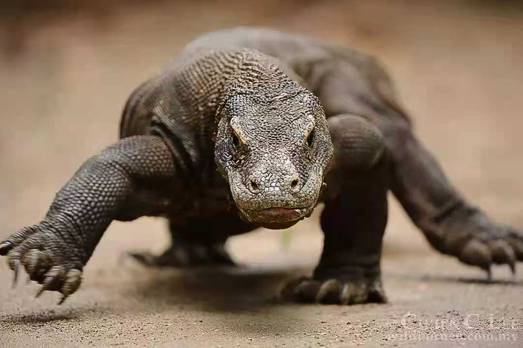 现存最大的蜥蜴被神话的科莫多巨蜥其真正战斗力到底如何