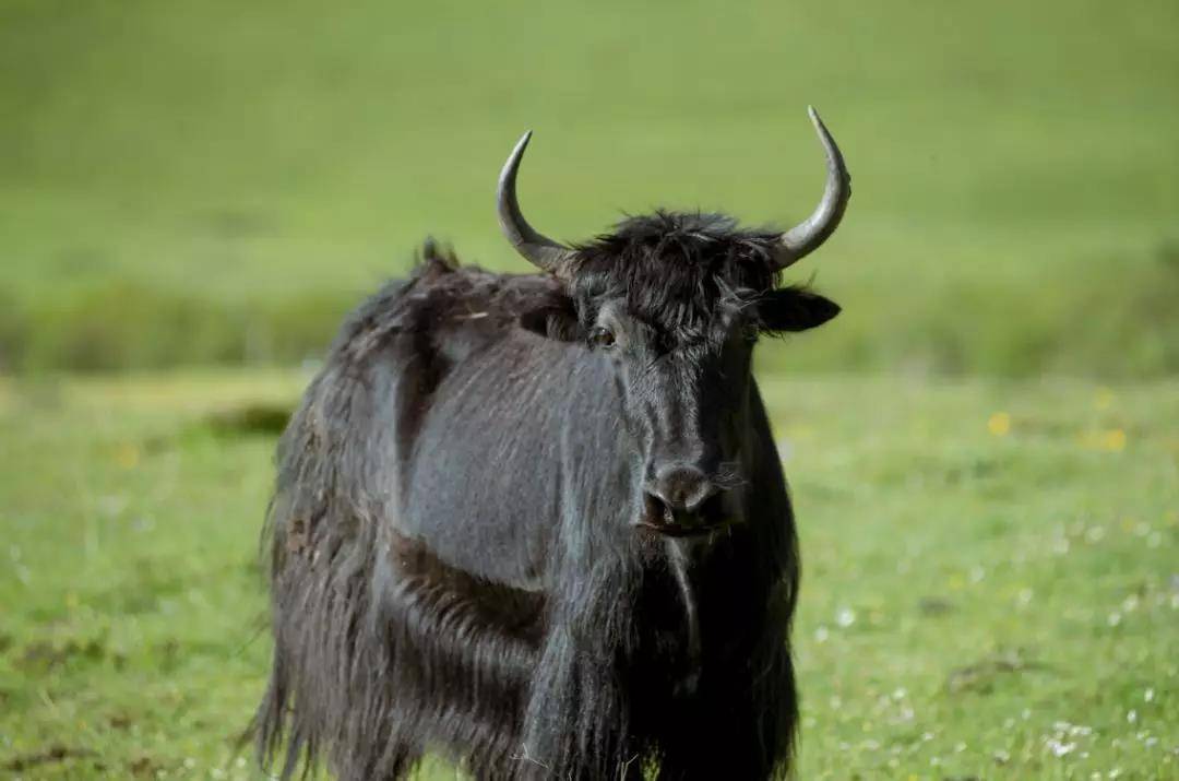 因为信仰,所以纯真——红原牦乳业,牦牛奶粉领跑者