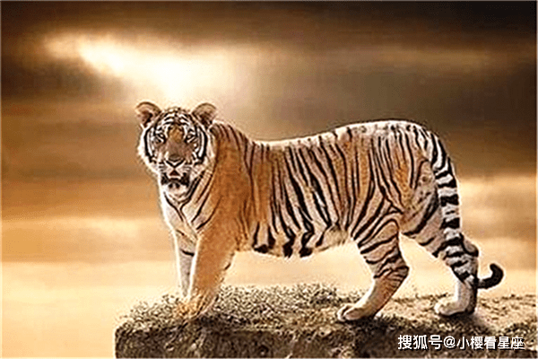 a83980eea6204ee4a03e5c4b9667089d.png