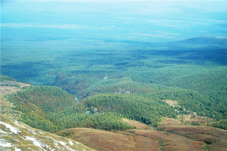 吉林 长白山 遍地倒木 原始森林里的 鲸落万物生 地下森林
