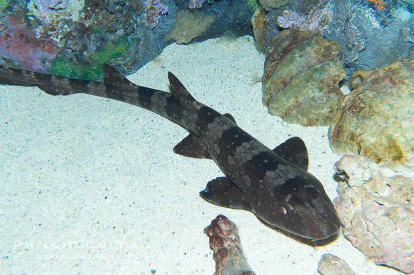 斑纹竹鲨图片