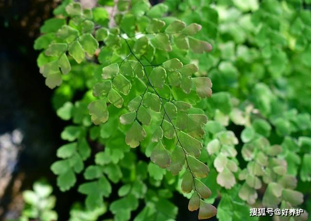 喜阴又喜湿的铁线蕨很难养配土秘诀来了