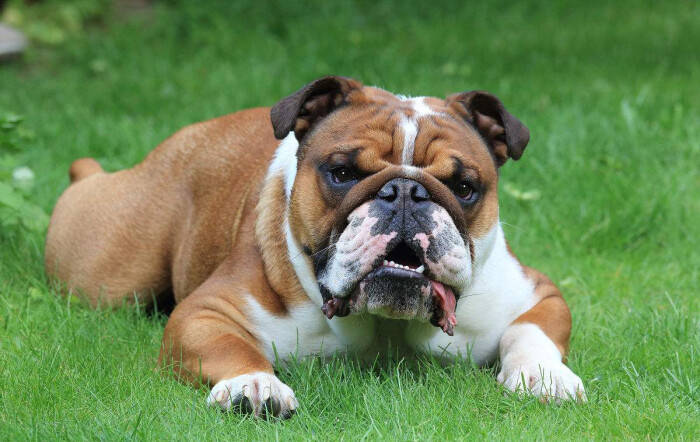 法斗流黄鼻涕怎么治 变化