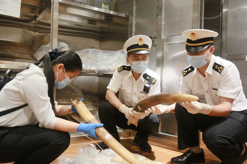 东兴海关向林业部门移交124688千克象牙等濒危陆生野生动物制品