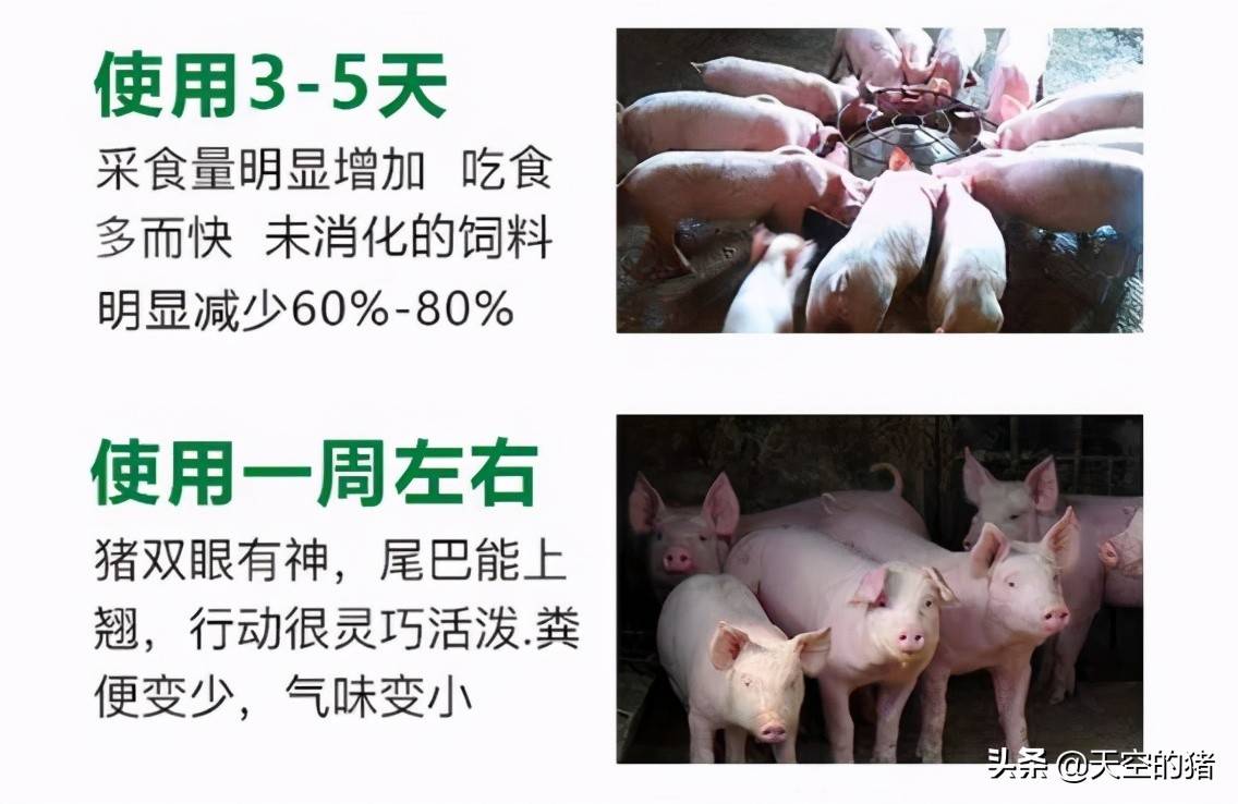 催肥促生长省料多增重少生病提前20天出栏每头猪多赚300元